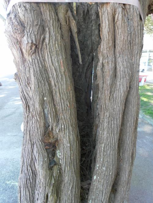Troncs d'arbres : le Vent de l'Atlantique les fait souffrir