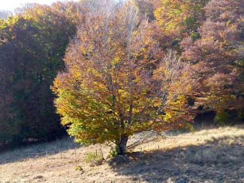 L'automne à l'Aigoual