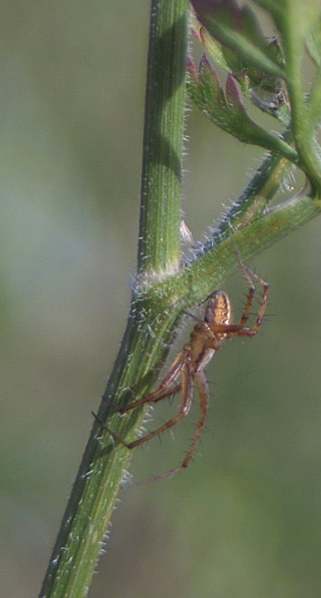 Vertus médicinales des plantes sauvages : Carotte sauvage