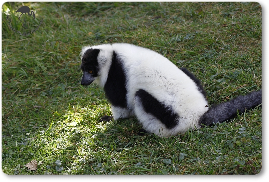 Maki vari noir et blanc... (Le parc des Félins à Nesles -77)