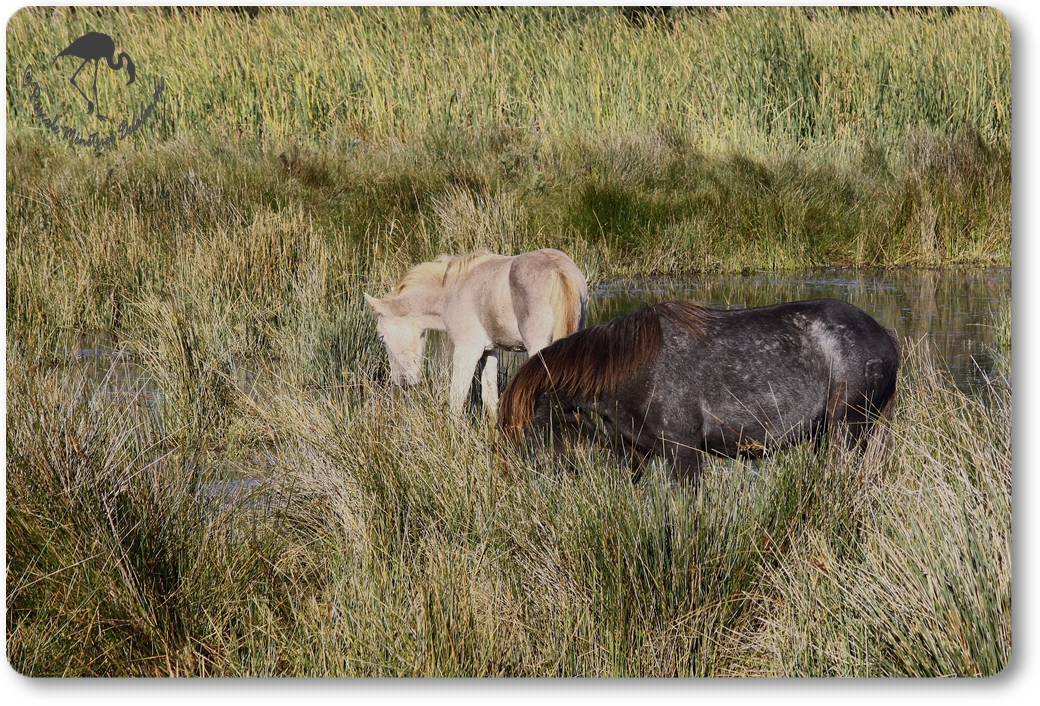 En Camargue...