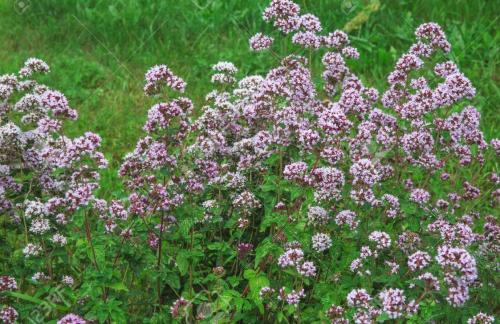 Fleurs cultivées : Marjolaine