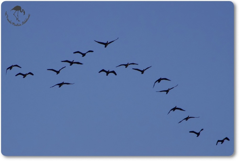 Passage de grands Cormorans...