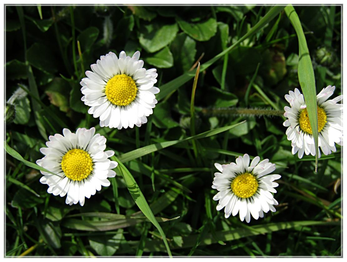 PRINTEMPS 2020 FLEURS DE CHEZ NOUS 