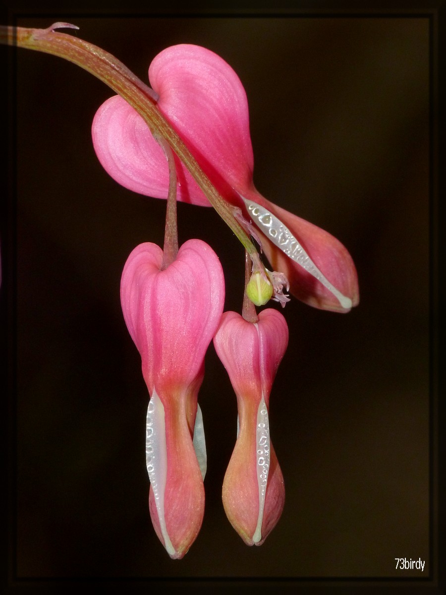 Coeur de Marie