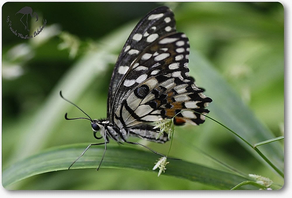 Papilio demoleus - sud de la Chine, Pakistan, Inde, Ceylan, nord du Vietnam, Taïwan, et les Philippines - Papilionoidea