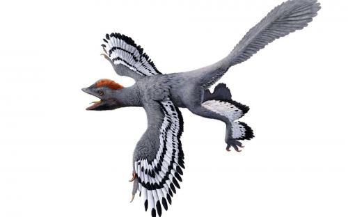 La  faune  australienne  est  incroyalement  fournie