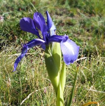 Iris latifolia   -   iris des Pyrénées