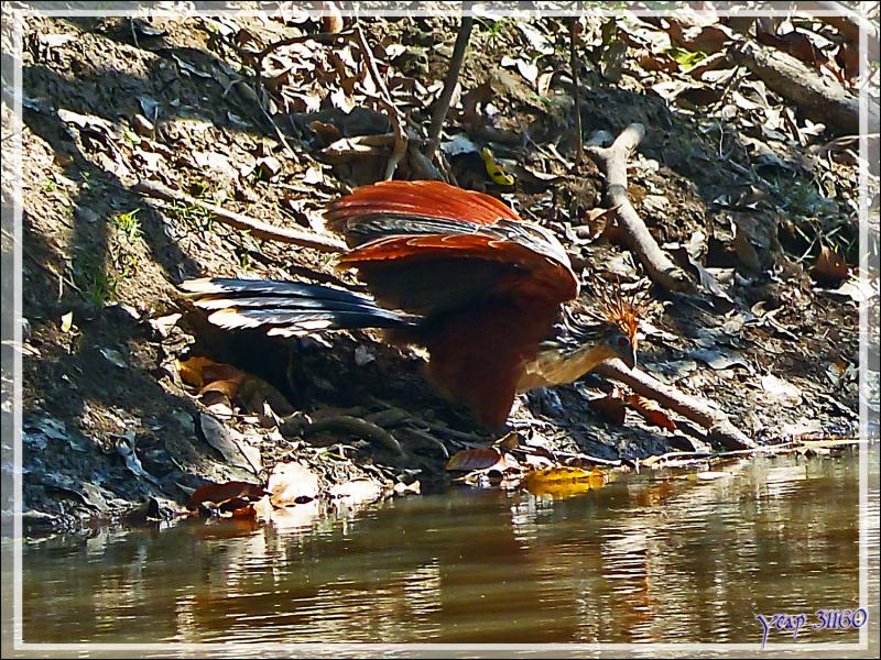 Petite soif pour le Hoatzin huppé (Opisthocomus hoazin) - Inkaterra Hacienda Concepcion - Puerto Maldonado - Pérou