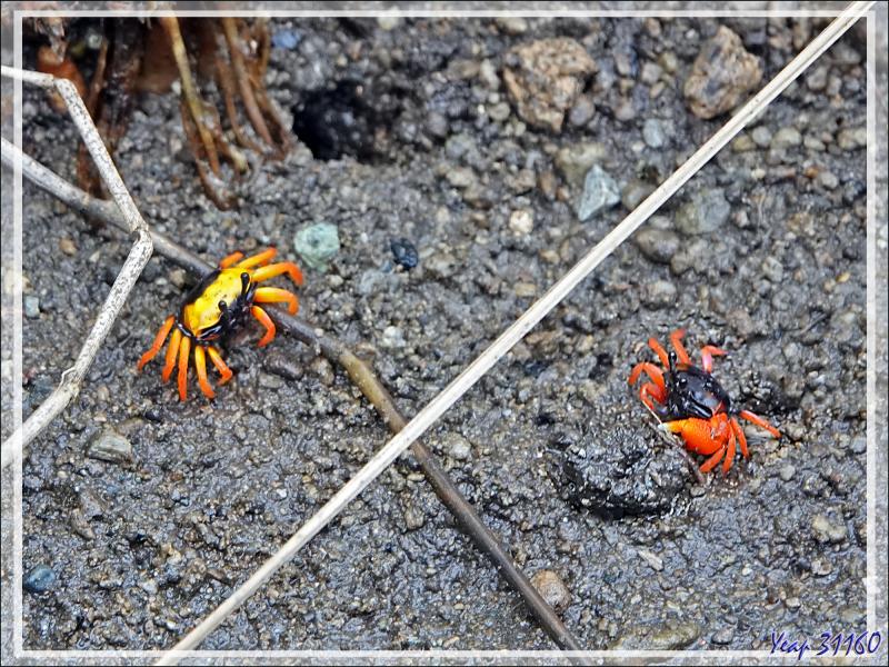 Un peu de botanique au retour des sources chaudes de Dei-Dei - Fergusson Island - Papouasie Nouvelle-Guinée (Papua New-Guinea)