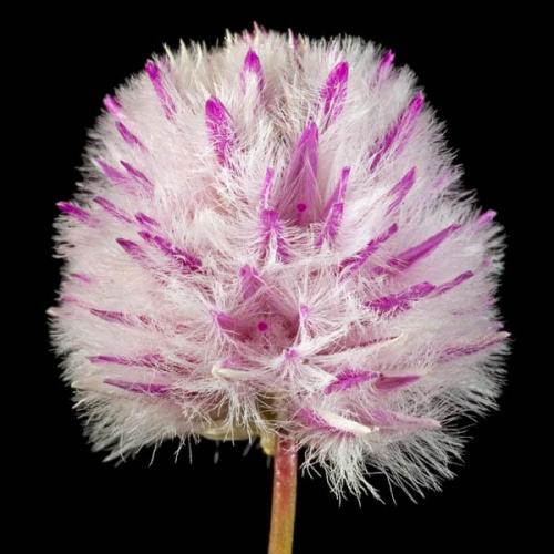 Fleurs cultivées : Ptilotus