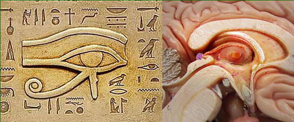 l’œil d’Horus