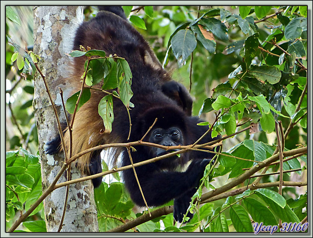 Blog de images-du-pays-des-ours : Images du Pays des Ours (et d'ailleurs ...), Singe Hurleur - Playa Cocles - Parc National de Cahuita - Puerto Viejo de Talamanca - Costa Rica
