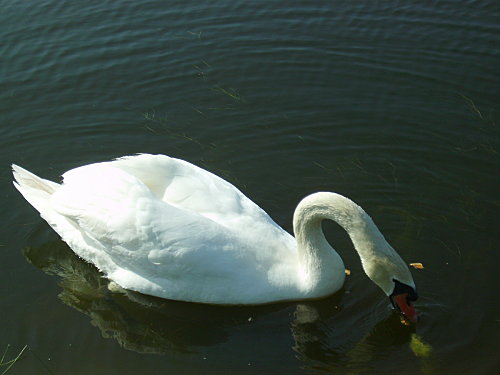 IMGP0251