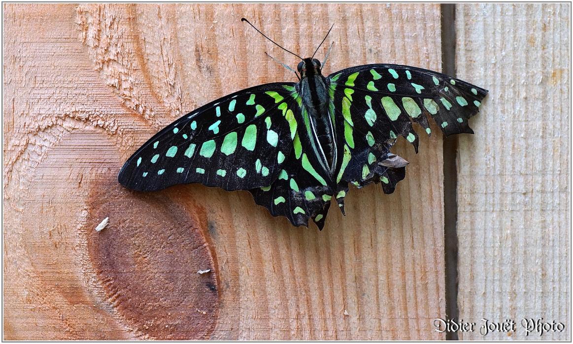 Voilier Vert (2) - Graphium agamemnon
