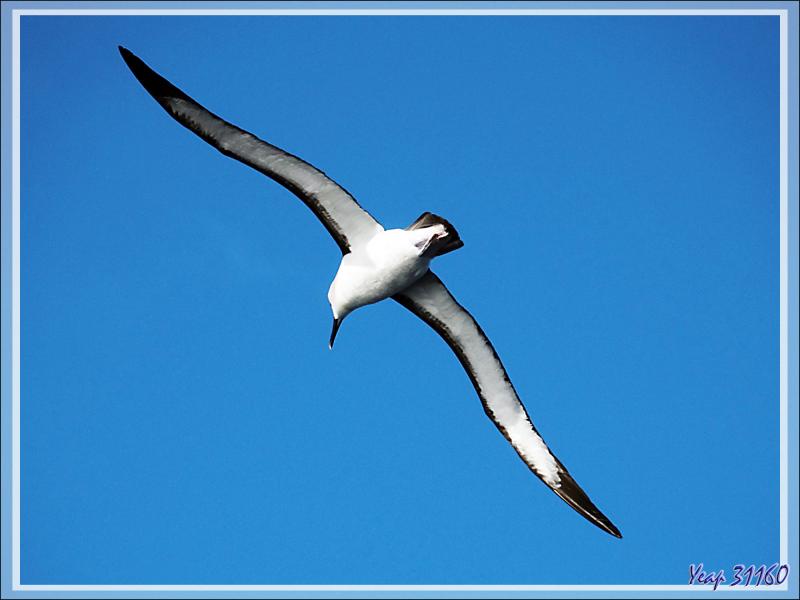 Albatros à nez jaune, Atlantic Yellow-nosed Albatross (Thalassarche chlororhynchos) - Tristan da Cunha