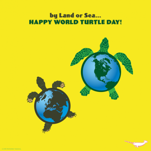 Journée mondiale de la tortue