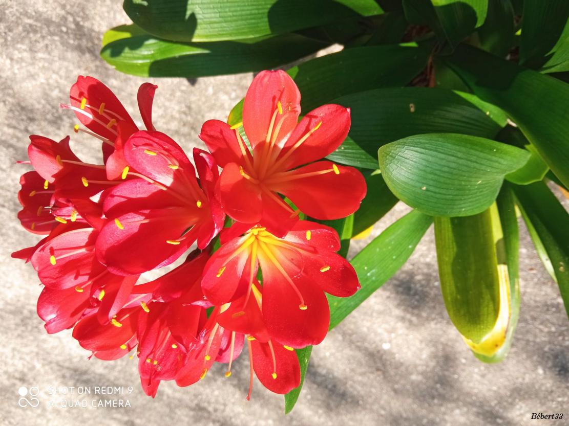 mes photos au smartphone