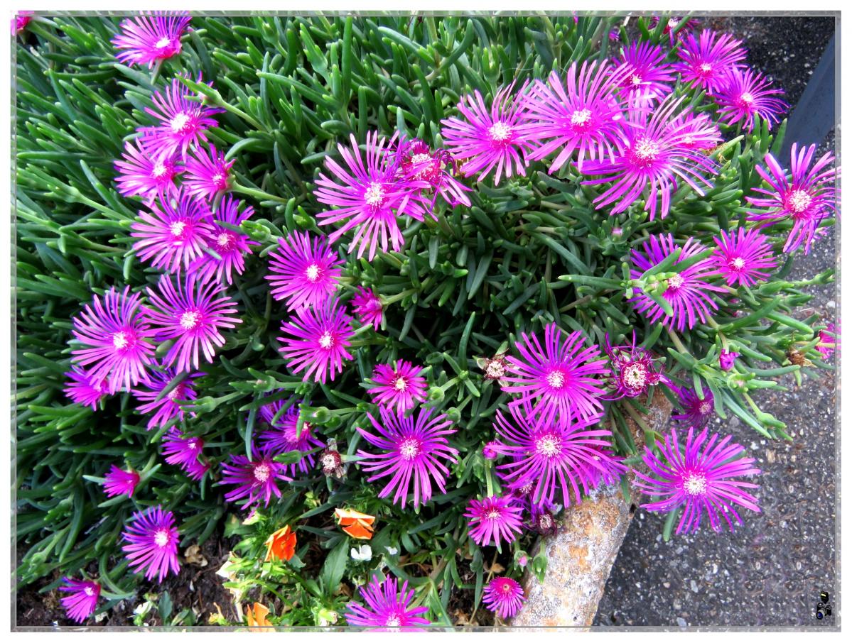 MES FLEURS-MON JARDIN 2020