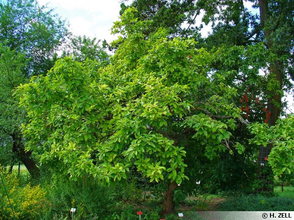 Arbre fruitier : Néflier