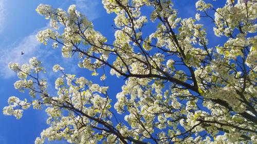 L'attente maternelle
