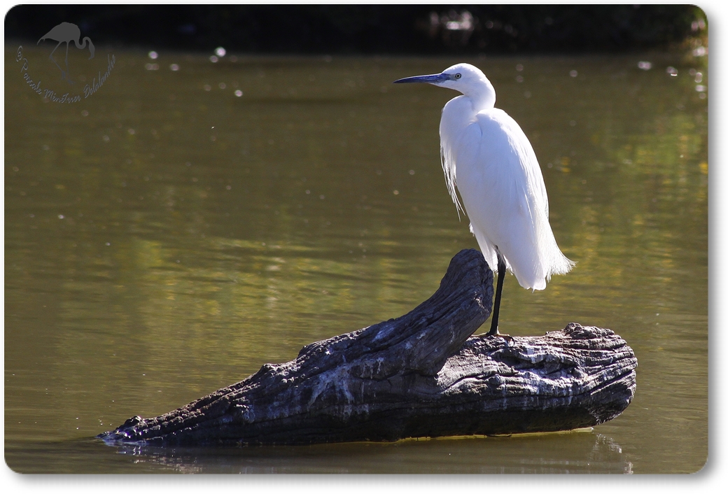 Aigrette Garzette...