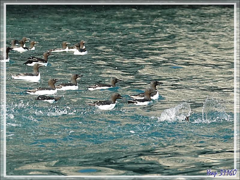 Le bain des Guillemots de Brünnich - Cambridge Point - Coburg Island - Baffin Bay - Nunavut - Canada