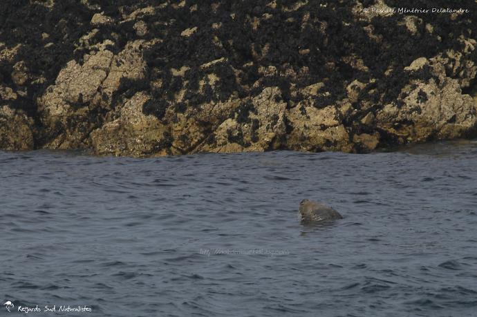 Phoque gris (Halichoerus grypus)