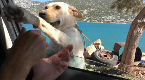 Le regard de la sentinelle