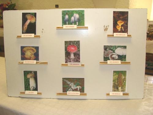 L'exposition mycologique à Châtillon sur Seine