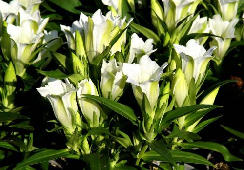 Fleurs sauvages et cultivées : Gentiane