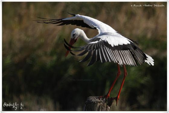 Cigogne blanche - Ciconia ciconia - White Stork