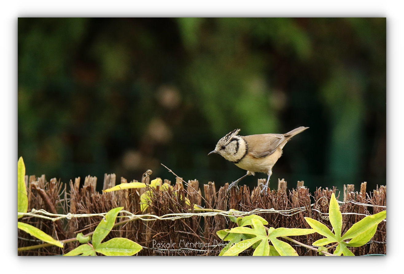 Mésange huppée au jardin