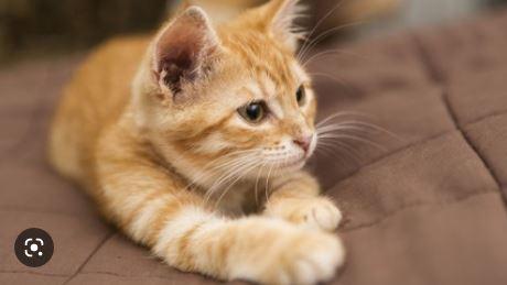 Nos chats seraient-ils friands d'ondes nocives ?