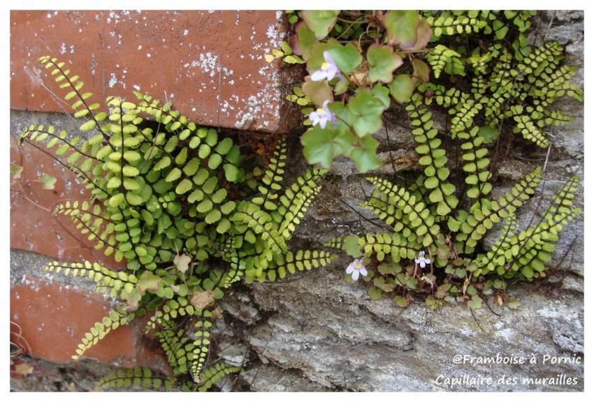 Capillaire des murailles 