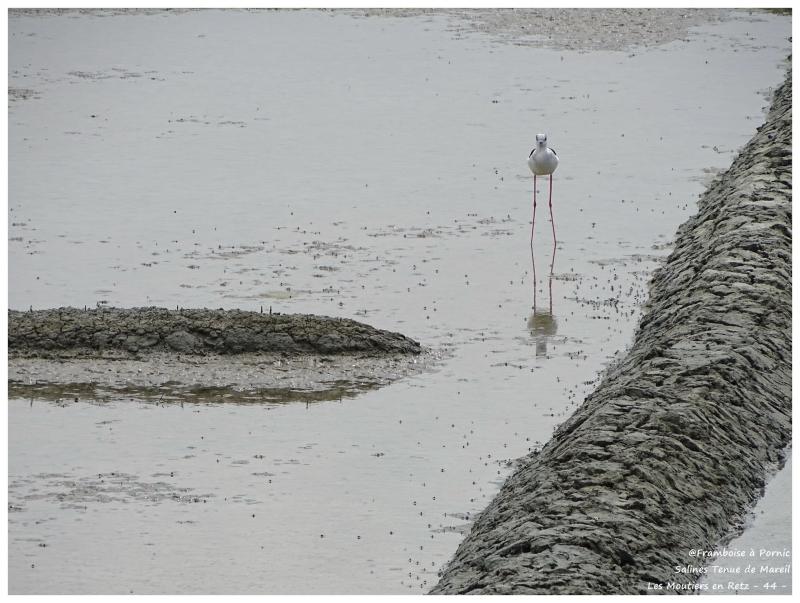 Saline Tenue de Mareil aux Moutiers en Retz 