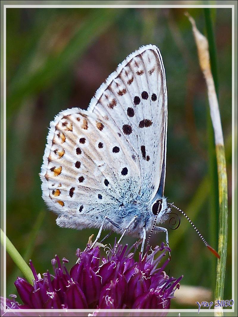 Papillon Bleu nacré espagnol (Polyommatus hispanus) - Congost de Mont-Rebei - Aragon/Catalogne - Espagne