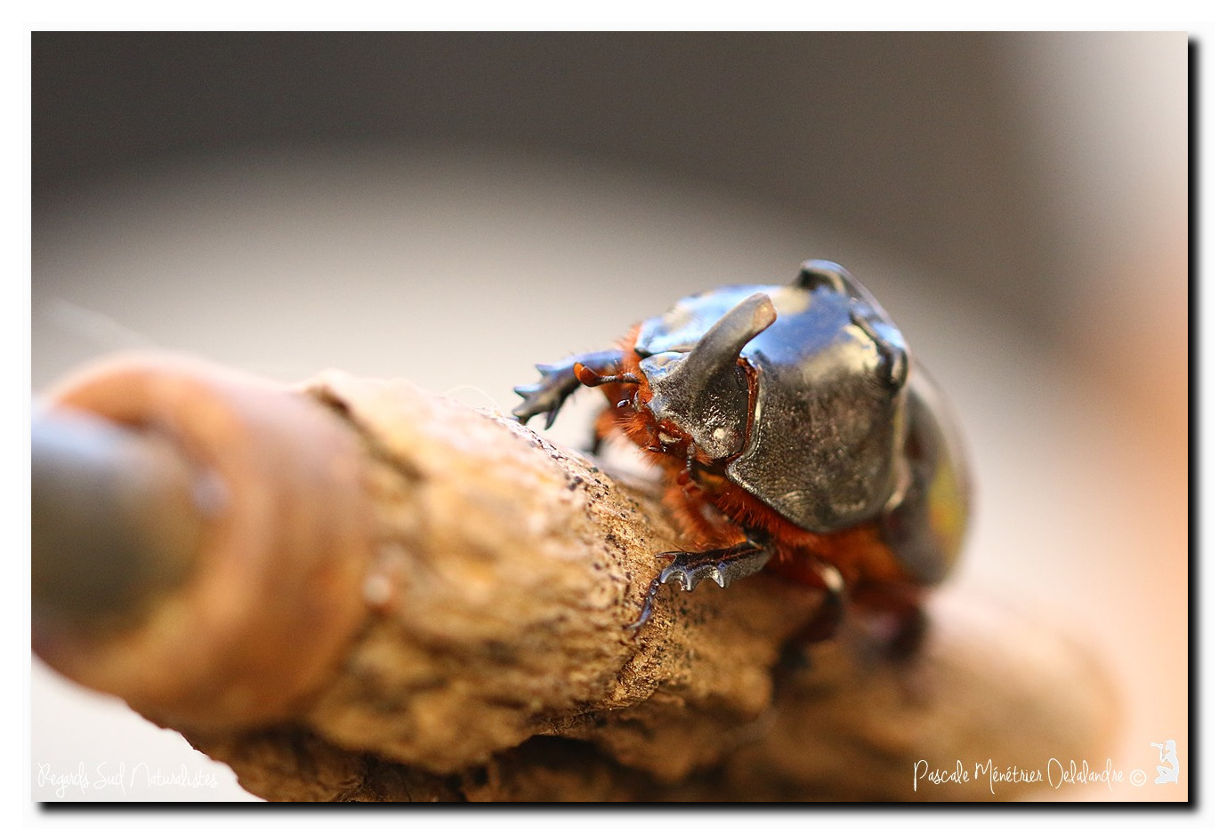 Oryctes nasicornis ♂ (Rhinocéros major)