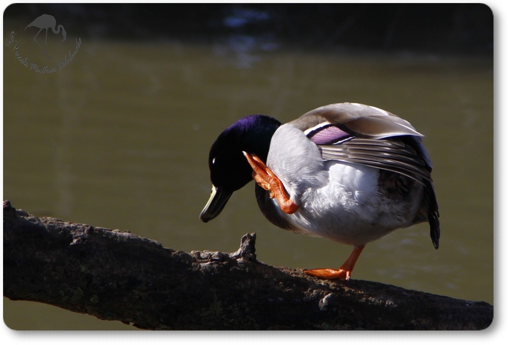Canard colvert mâle...