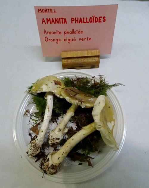 Une bien belle exposition mycologique a eu lieu à Châtillon sur Seine le week-end dernier....