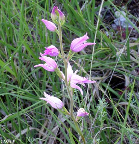 Cephalanthera rubra - céphalanthère rouge