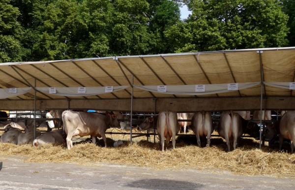 Les Journées Châtillonnaises 2015