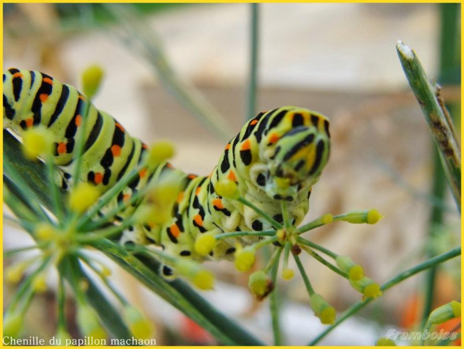 Chenille du Machaon 