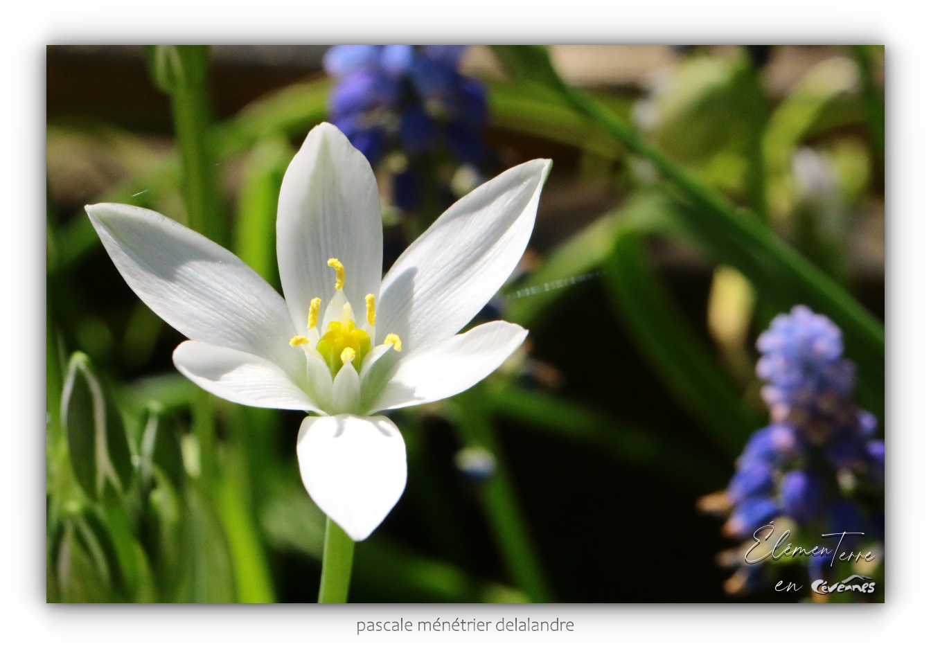 Ornithogale en ombelle 