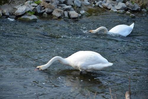 ... comme se retrouver le bec dans l'eau...