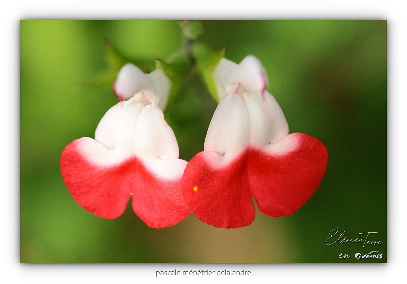 Sauge microphylla Hot Lips