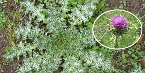 Fleurs cultivées : Panicaut