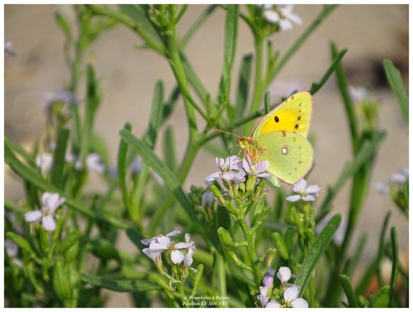 Papillon le Soufré - 2017