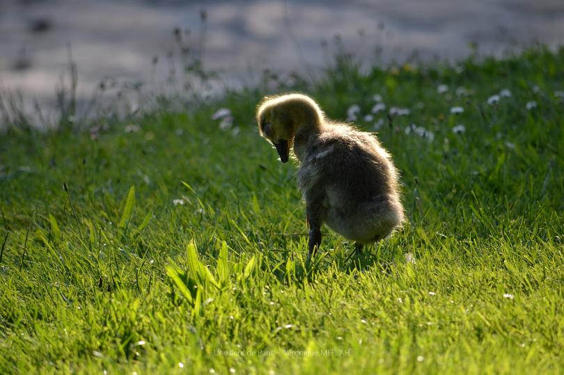 Rambouillet : La petite Bernache rescapée ... 