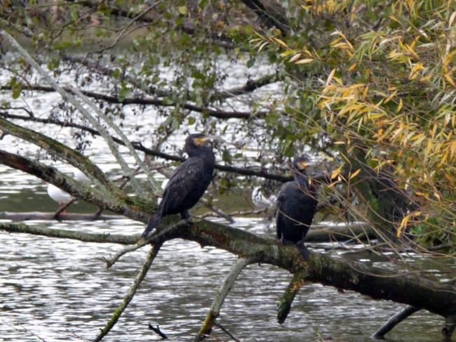 Randonnée autour du Parc de Rentilly en Seine-et-Marne